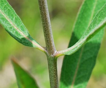 Asclepias_viridiflora_stem2.jpg