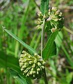 Asclepias viridiflora thumbnail