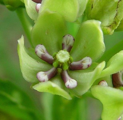 Asclepias_viridis_flower.jpg