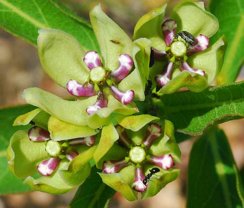 Asclepias_viridis_flowers2.jpg