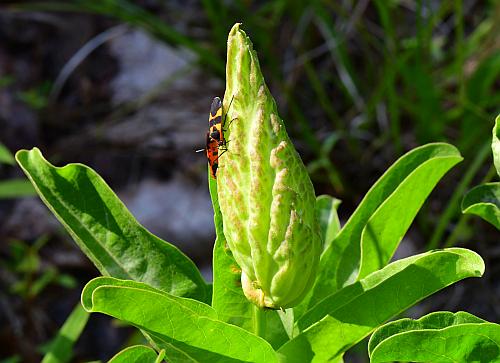 Asclepias_viridis_fruit.jpg