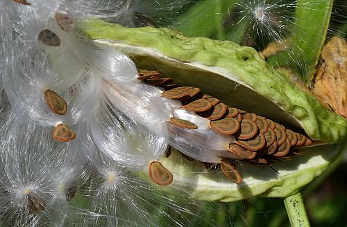 Asclepias_viridis_fruit2.jpg