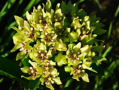 Asclepias_viridis_inflorescence.jpg