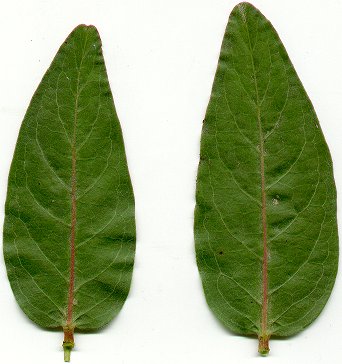 Asclepias_viridis_leaves.jpg