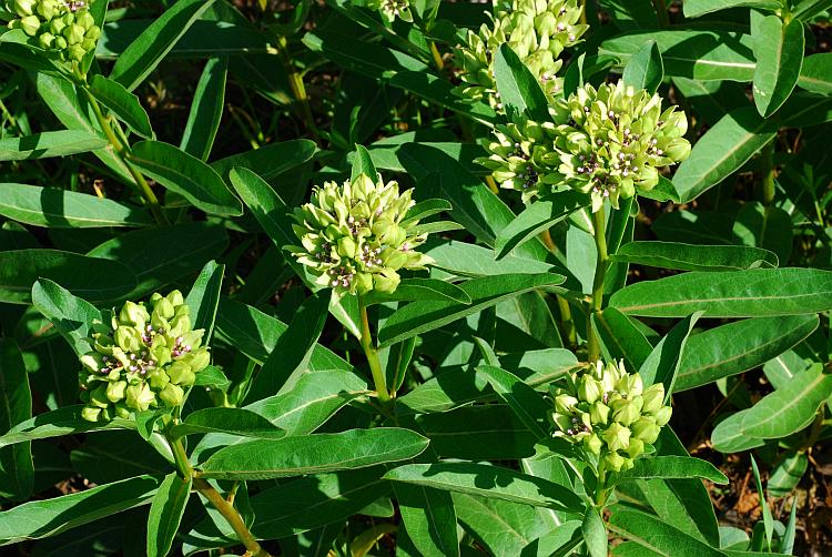 Asclepias_viridis_plant2.jpg