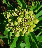 Asclepias viridis thumbnail