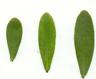 Ascyrum_leaves.jpg