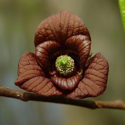 Asimina_triloba_flower.jpg