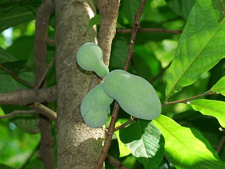 Asimina_triloba_fruits.jpg