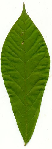 Asimina_triloba_leaf.jpg