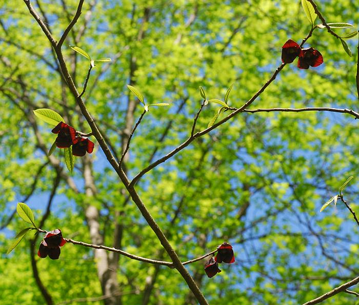 Asimina_triloba_plant.jpg