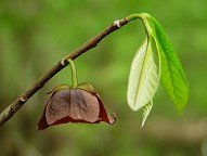 Asimina triloba thumbnail