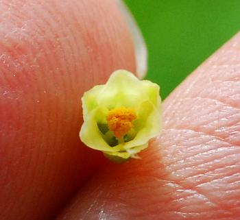 Asparagus_officinalis_flowers4.jpg