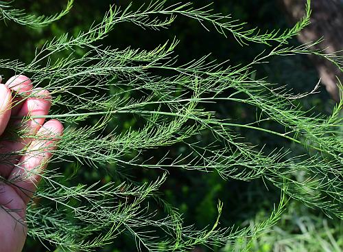 Asparagus_officinalis_fronds.jpg