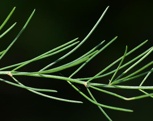 Asparagus_officinalis_fronds2.jpg