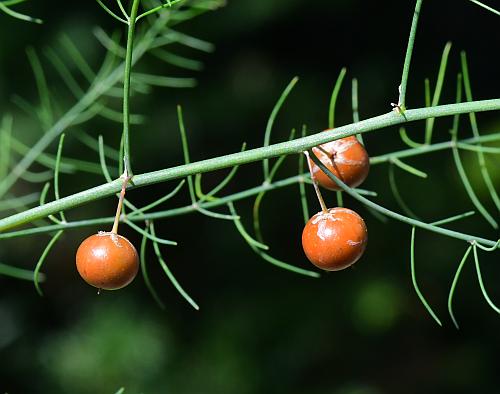 Asparagus_officinalis_fruits1.jpg