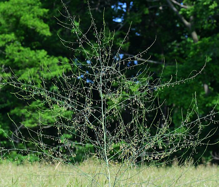 Asparagus_officinalis_plant.jpg