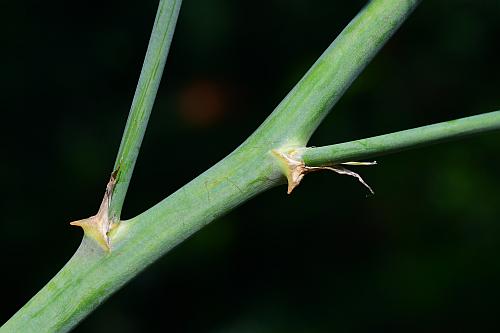 Asparagus_officinalis_stem.jpg