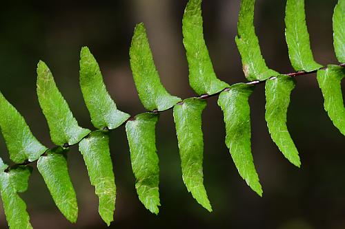 Asplenium_platyneuron_leaf1.jpg