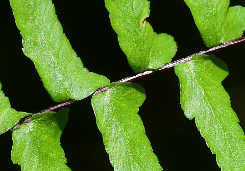 Asplenium_platyneuron_leaf1a.jpg