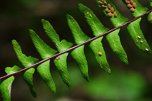 Asplenium_platyneuron_leaf2.jpg