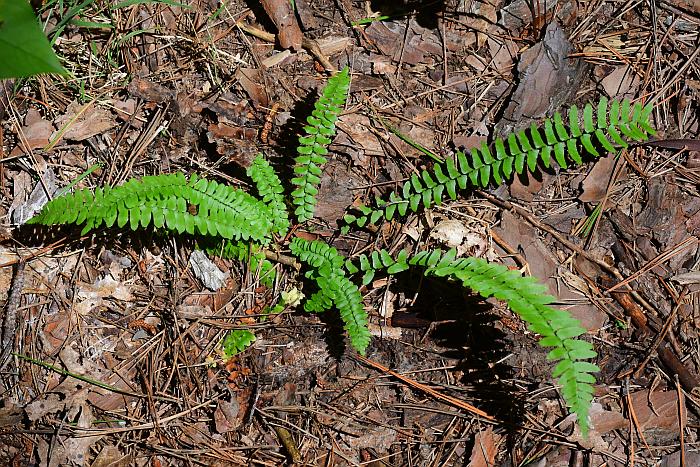 Asplenium_platyneuron_plant.jpg