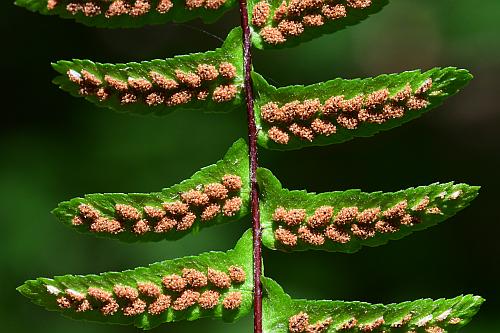 Asplenium_platyneuron_sori.jpg