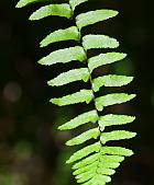 Asplenium platyneuron thumbnail