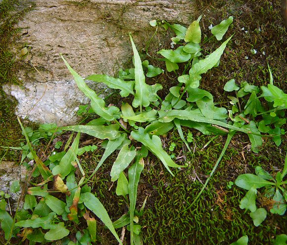 Asplenium_rhizophyllum_plant.jpg