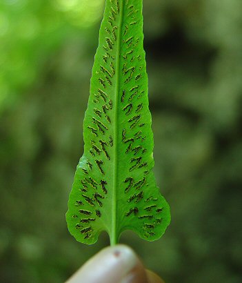 Asplenium_rhizophyllum_sori.jpg