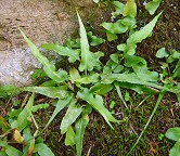 Asplenium rhizophyllum thumbnail