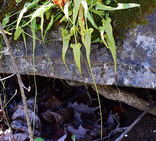 Asplenium_rhizophyllum_walking.jpg