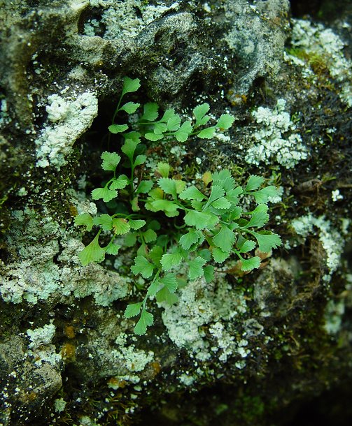 Asplenium_ruta-muraria_plant.jpg