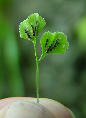 Asplenium_ruta-muraria_sporangia.jpg