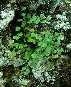 Asplenium ruta-muraria thumbnail