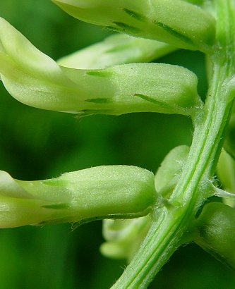 Astragalus_canadensis_calyx.jpg