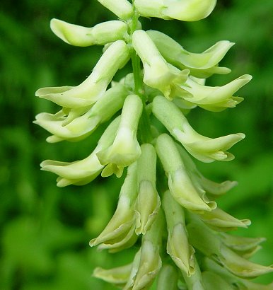 Astragalus_canadensis_flowers.jpg