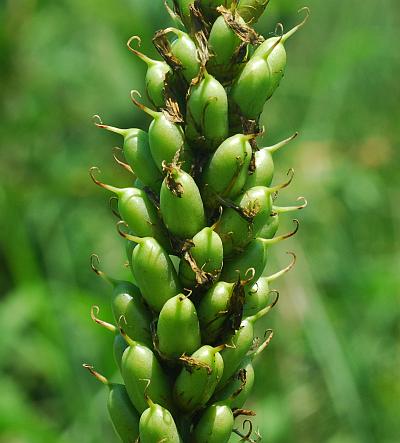 Astragalus_canadensis_fruits.jpg