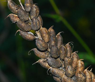 Astragalus_canadensis_fruits2.jpg