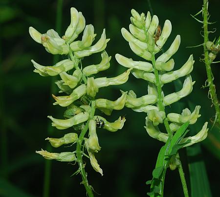 Astragalus_canadensis_inflorescence2.jpg