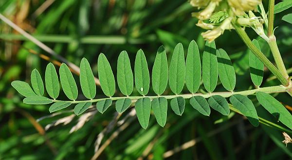 Astragalus_canadensis_leaf1.jpg