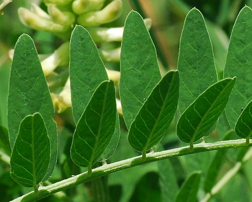 Astragalus_canadensis_leaflets.jpg