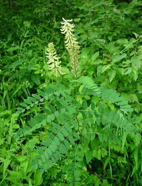 Astragalus_canadensis_plant.jpg