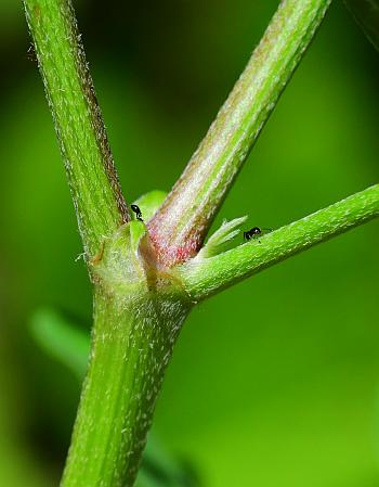 Astragalus_canadensis_stem.jpg