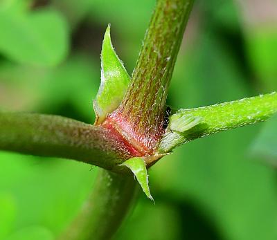 Astragalus_canadensis_stipules.jpg