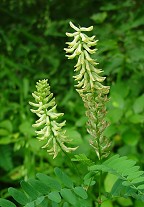 Astragalus canadensis thumbnail