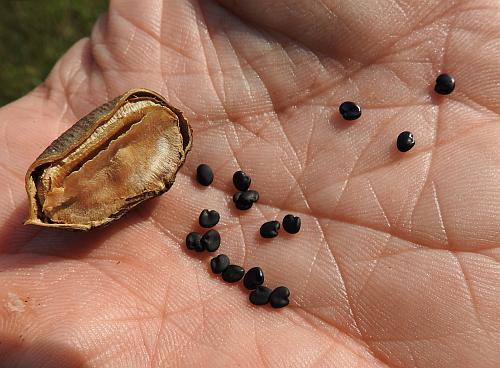 Astragalus_crassicarpus_var_trichocalyx_fruit.jpg