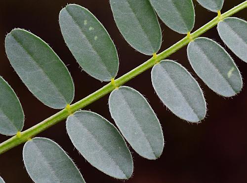 Astragalus_crassicarpus_var_trichocalyx_leaflets1.jpg