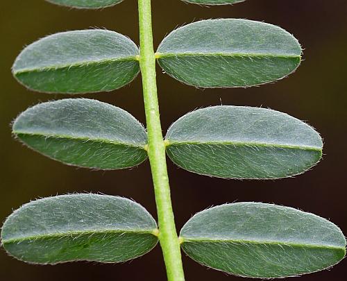 Astragalus_crassicarpus_var_trichocalyx_leaflets2a.jpg