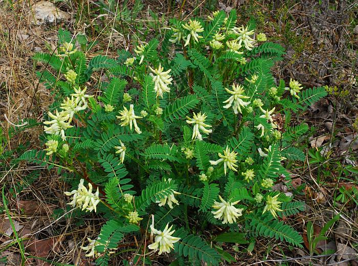 Astragalus_crassicarpus_var_trichocalyx_plant2.jpg